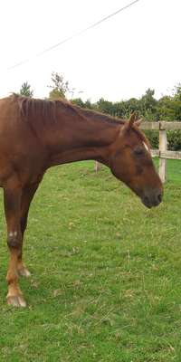 Ourasi, French Trotter harness racing horse, dies at age 32